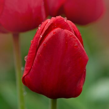Tulip- Red Saigon (Bulb)