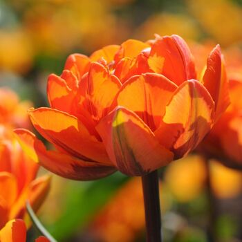 Double Tulip- Queensday