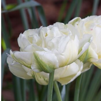 Double Tulip- North Cap