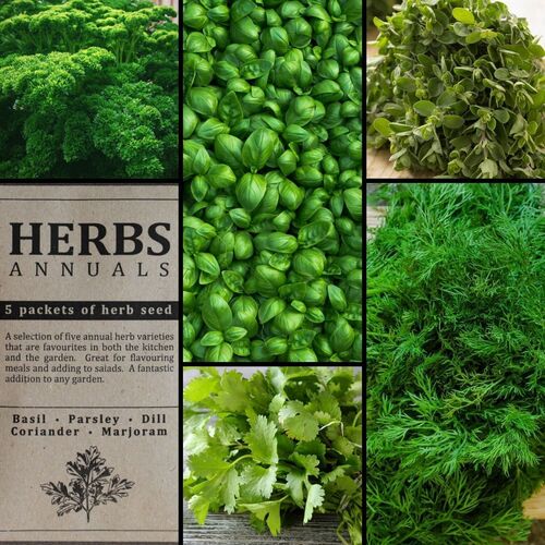 "Herbs- Annuals" Seed Collection