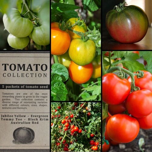 "Tomato" Seed Collection