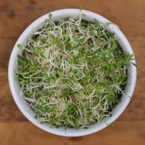 Sprouting Broccoli
