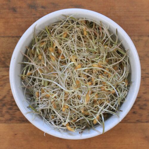 Sprouting Seeds- Rye ORGANIC