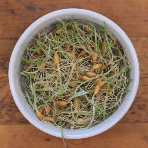 Sprouting Seeds- Oats ORGANIC