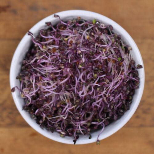 Cabbage- Red Sprouting