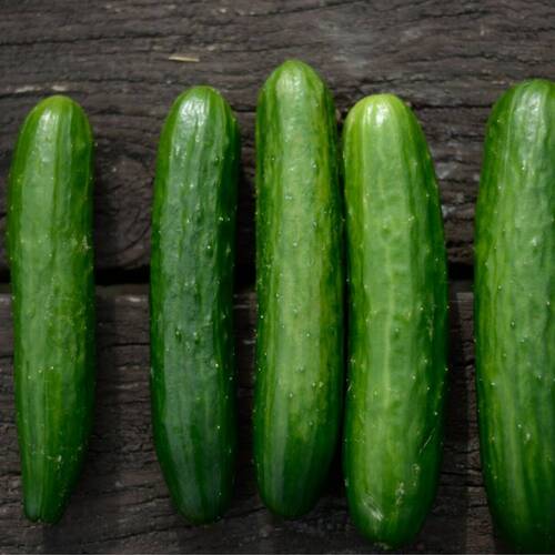 Cucumber- Poinsett