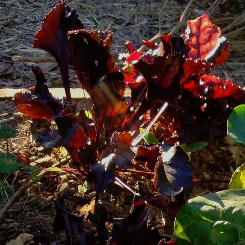 Beetroot- Bulls Blood