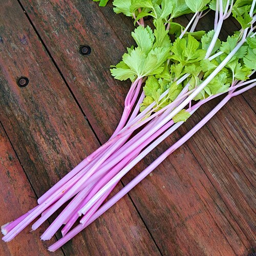Chinese Celery- Pink