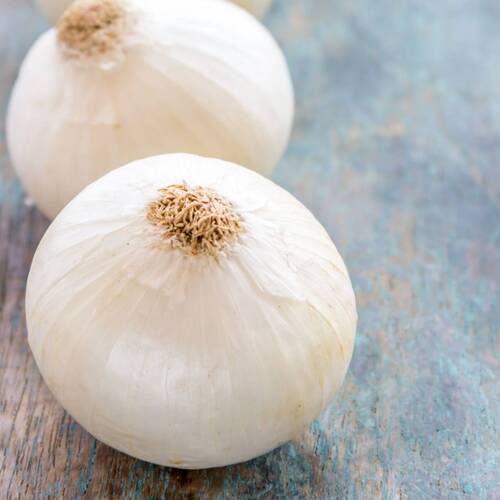 Onion- Gladalan White