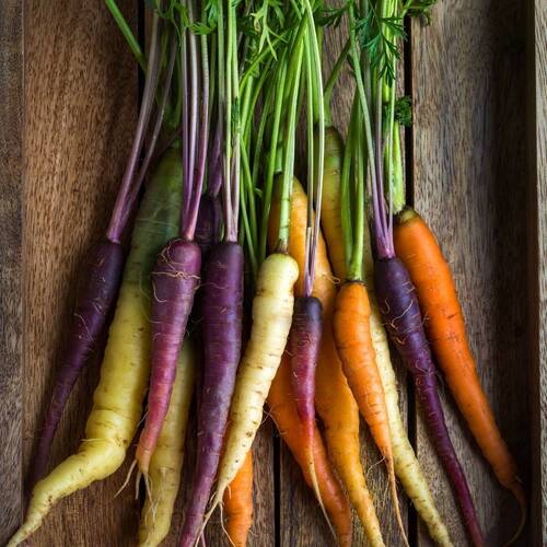 Carrot- Rainbow Mix