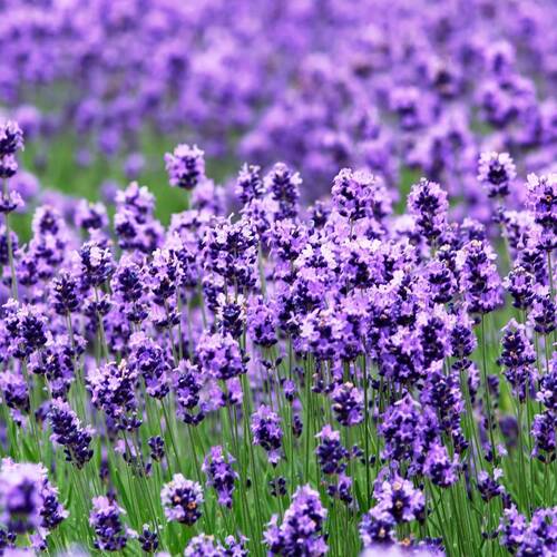 Lavender- True English