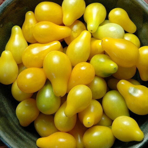 Tomato- Yellow Pear