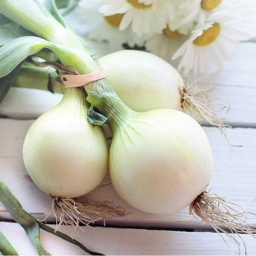 Onion- Spring Pompei