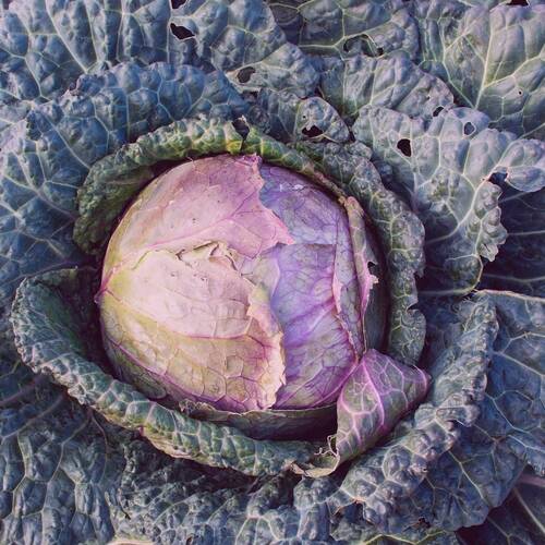 Cabbage, Savoy- Verona Purple