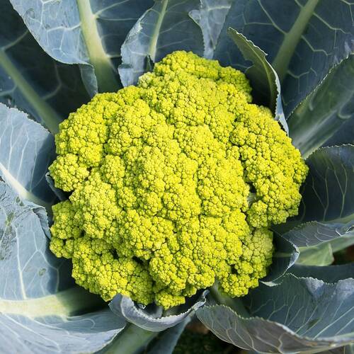 Cauliflower- Macerata Green