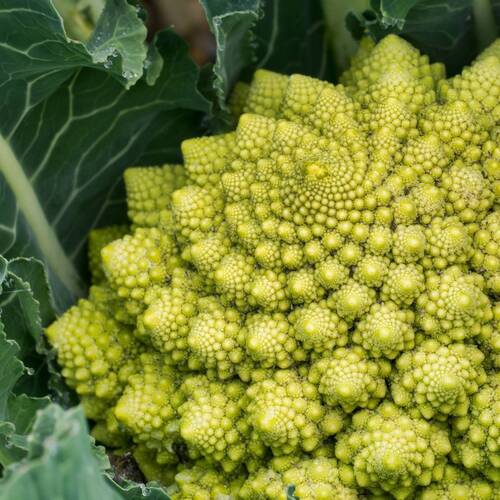 Broccoli- Romanesco