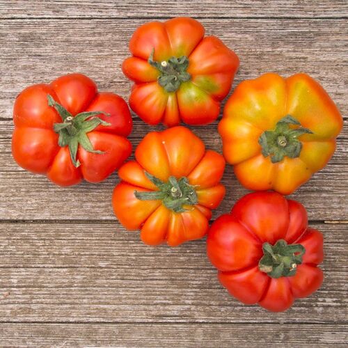 Tomato- Costoluto Fiorentino