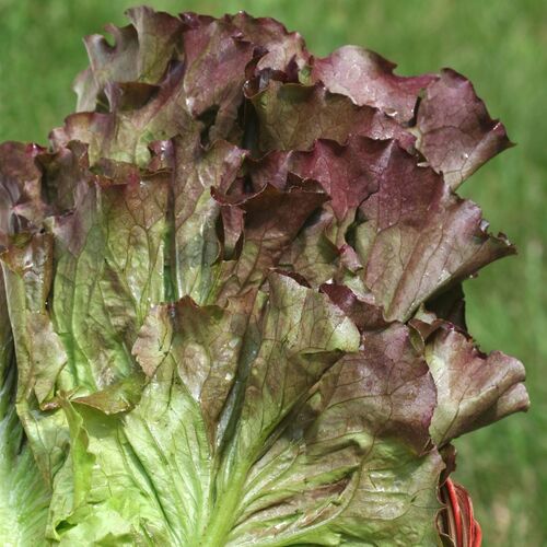 Lettuce- Ruby Red