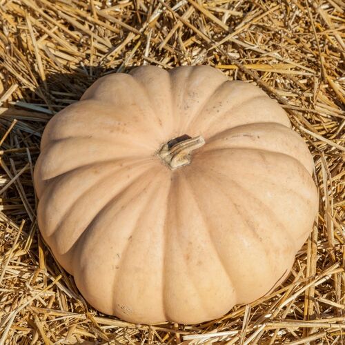 Pumpkin- Long Island Cheese