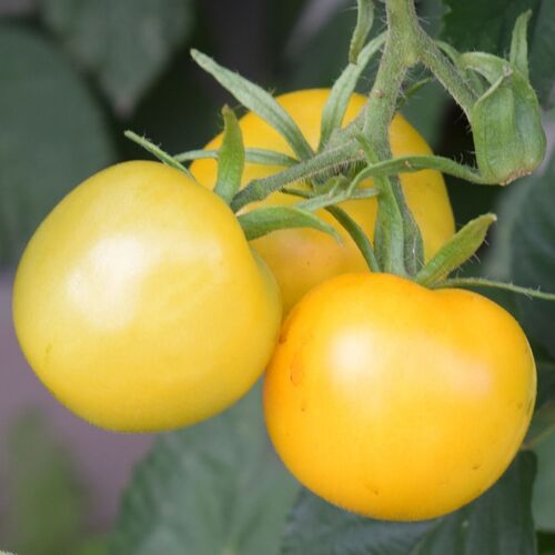 Tomato- Yellow Perfection