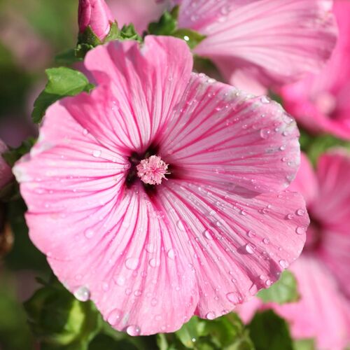 Rose Mallow- Silver Cup