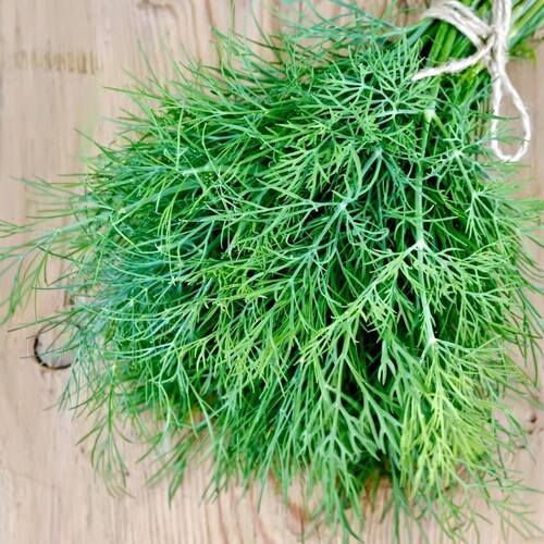 Dill- Mammoth