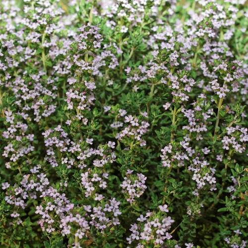 Thyme- Winter
