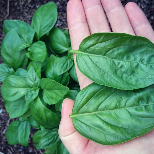 Basil- Lettuce Leaf