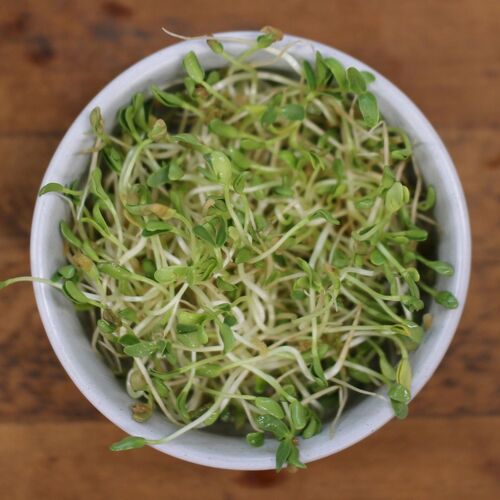 Fenugreek