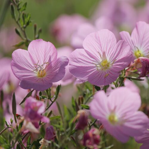 Evening Primrose- Pink
