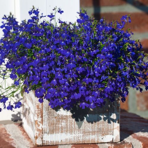 Lobelia- Crystal Palace seeds | The Seed Collection