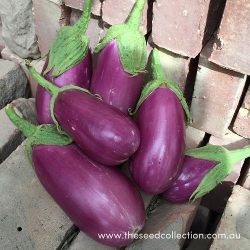 Eggplant- Rosita