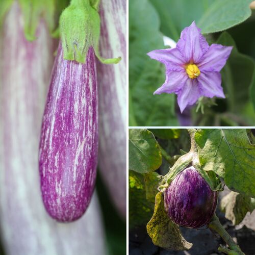 Eggplant- Listada de Gandia