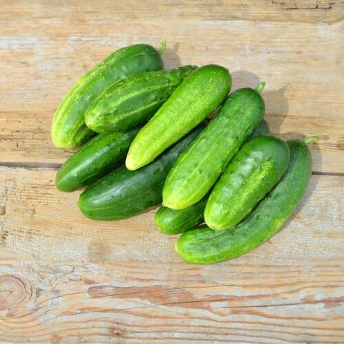 Cucumber- Green Gem