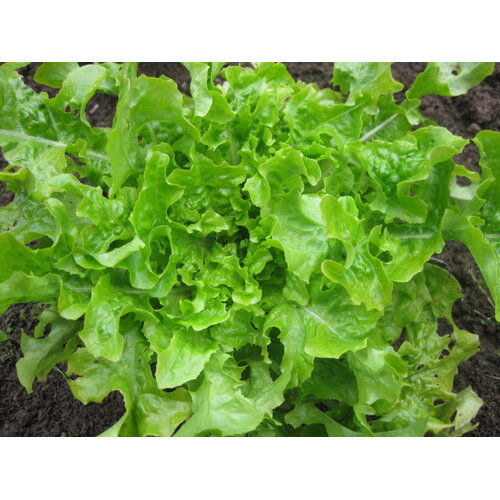 Lettuce- Salad Bowl Green