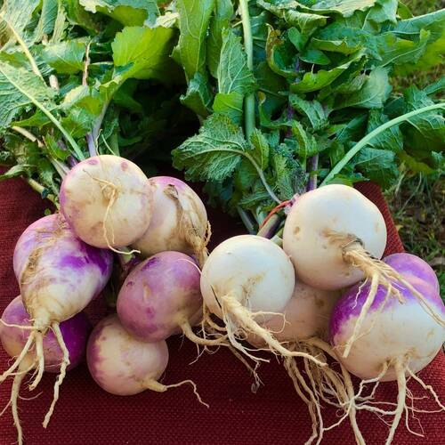 Turnip- Purple Top White Globe
