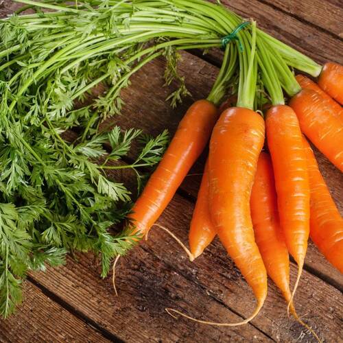 Carrot- All seasons