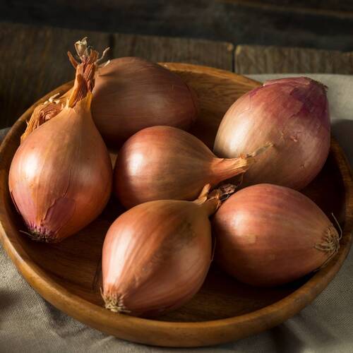 Onion- Creamgold