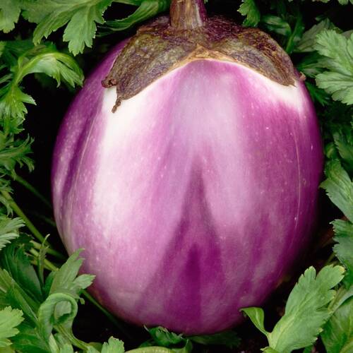 Eggplant- Rosa Bianca