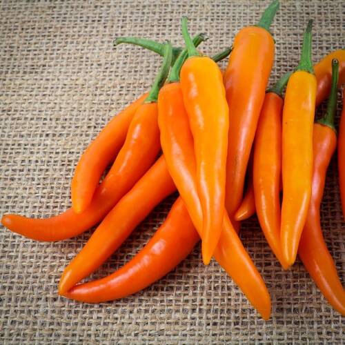 Chilli- Bulgarian Carrot