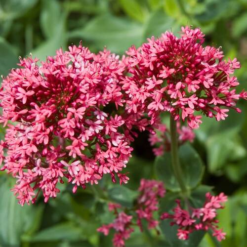 Red Valerian seeds | The Seed Collection