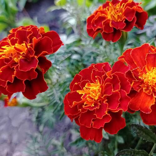 Marigold, French- Red Cherry