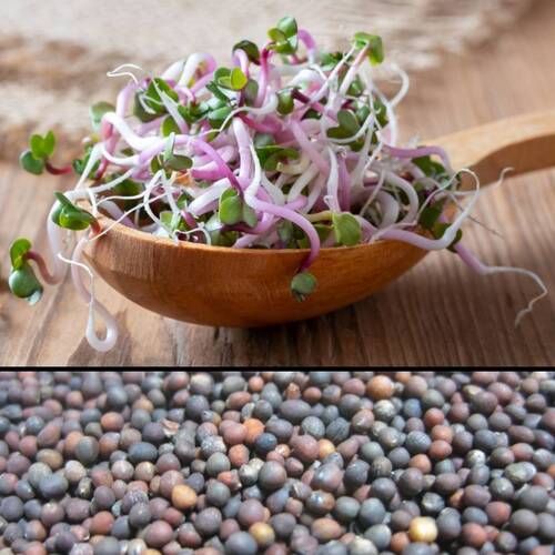 Kale- Pink Sprouting