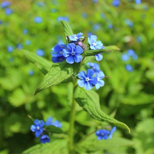 Forget Me Not, Chinese- Firmament Indigo Blue