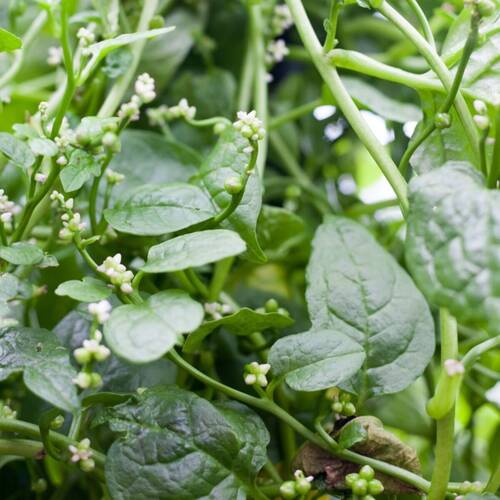 Malabar Spinach- Green