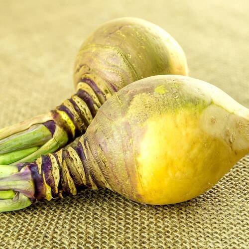 Swede- American Purple Top