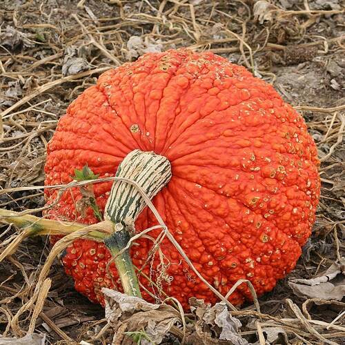 Pumpkin- Red Warty Thing