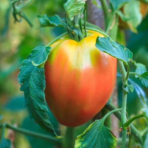 Tomato- Oxheart Pink