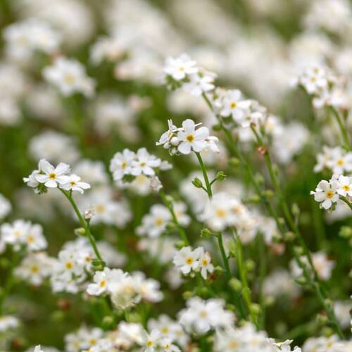 Forget Me Not- White