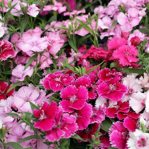 Dianthus- Baby Doll Mix